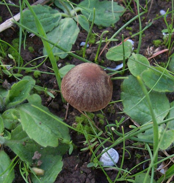 Piccolo fungo da identificare (Psathyrella sp.)